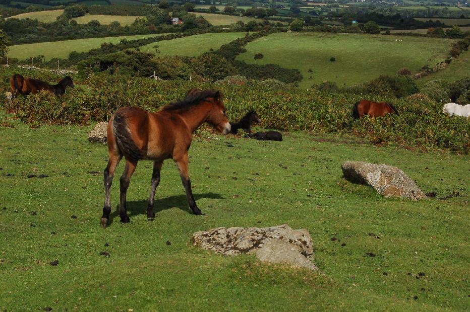 <i><b>Dartmoor</b></i>