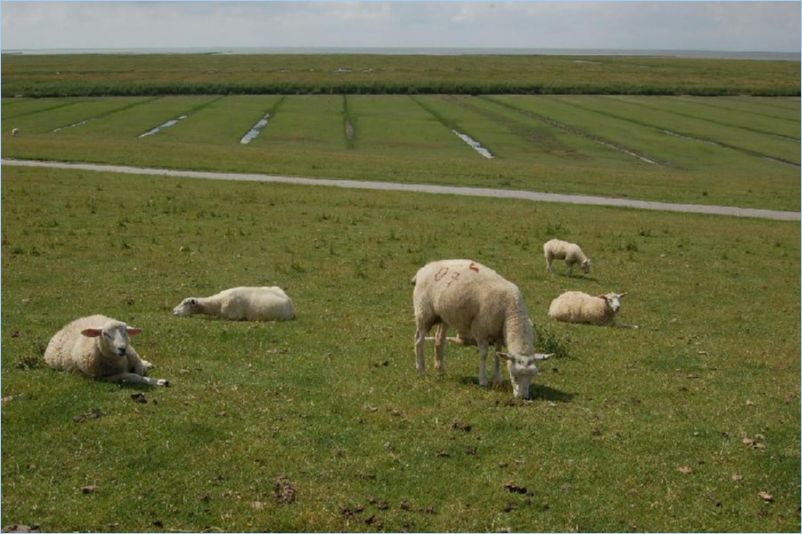 <i><b>084-Nordseekueste</b></i>