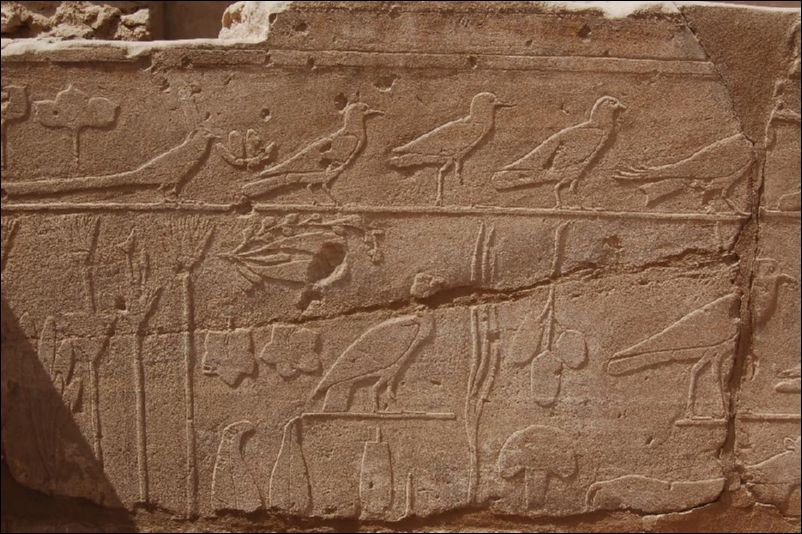 <i><b>Luxor-095</b></i>