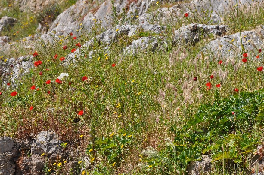 <i><b>223-Portugal-Obidos</b></i>