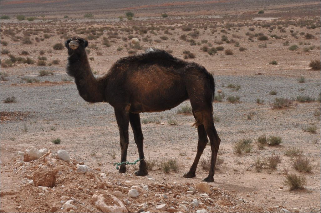 <i><b>Ouarzazate-123</b></i>