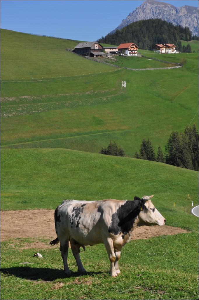 <i><b>Suedtirol-172</b></i>