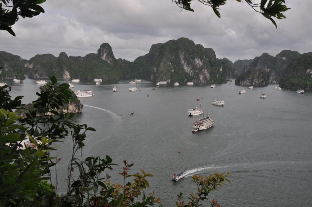 <i><b>Halong-24</b></i>