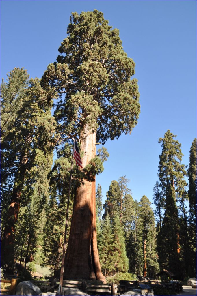 California-2014-551 - Sequoia Nationel Park