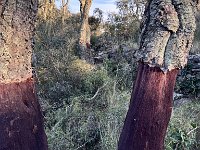 Mallorca-Spanien-Frankreich-25-0529