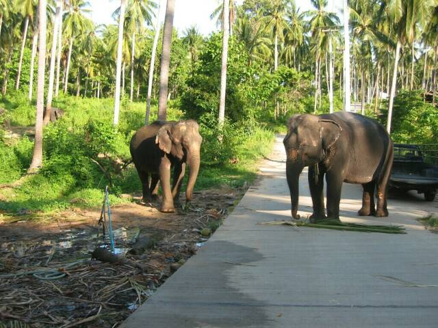 0086-Elefanten