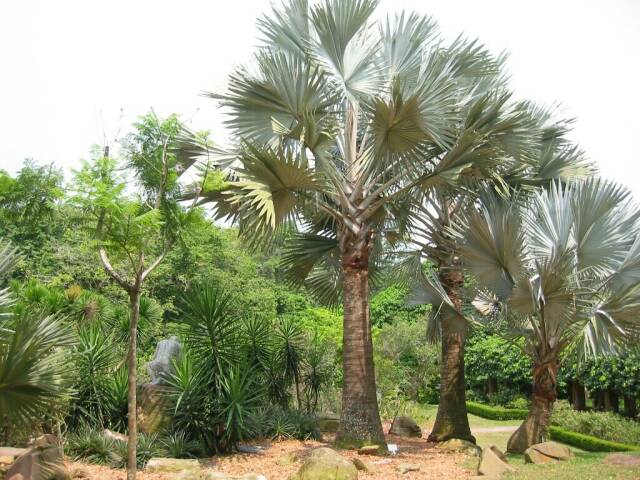 Im botanischen Garten
