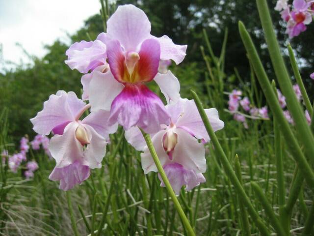 Im botanischen Garten