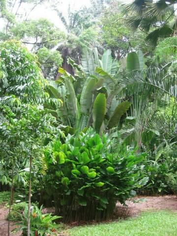 Im botanischen Garten