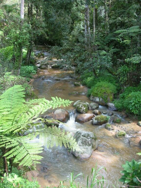 Cameron Highlands - Jungle Walk