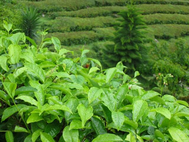 Teeplantage in den Cameron Highlands