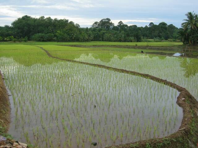 Reisfeld in Nord-Sumatra