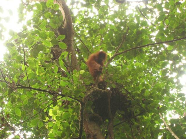 Der erste Orang Utan kommt