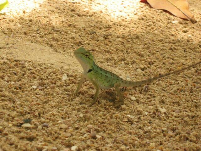 Frecher Lizzard