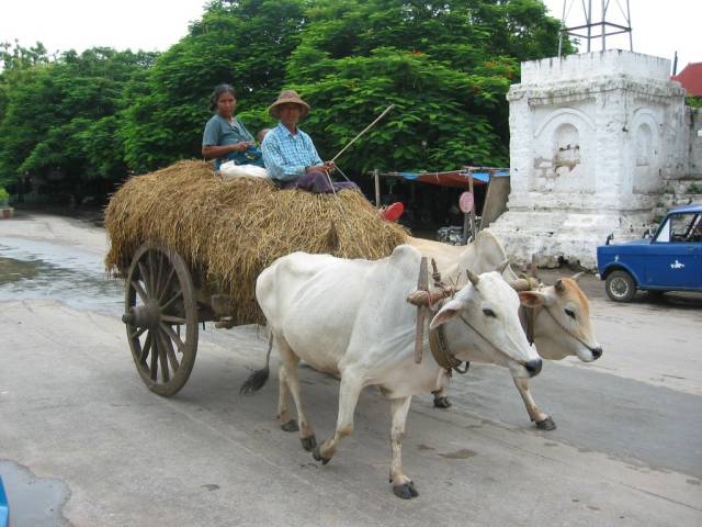 Burmesische Transporte