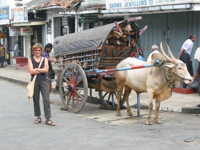 Andrea und Ochsenkarren in Kandy