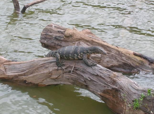 Waran am See in Kandy