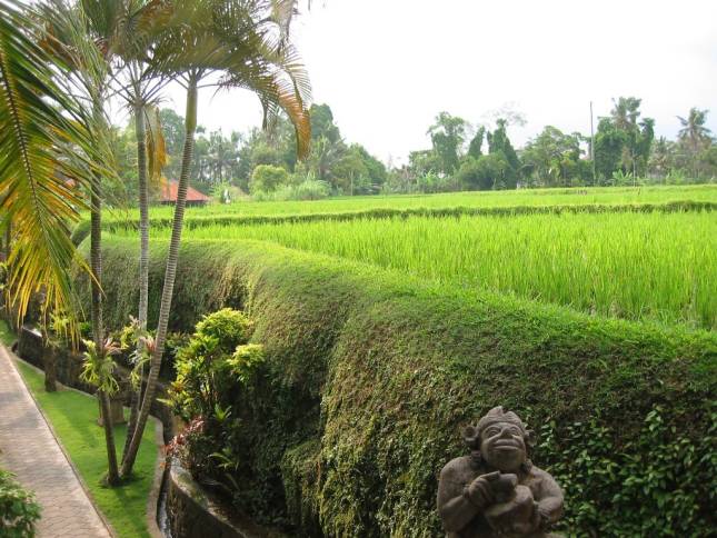 <b>Reisfeld in Ubud</b>