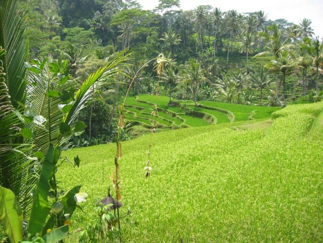 <b>Reisterrasse auf Bali</b>