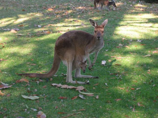 <i><b>Knguru im Yanchep National Park</b></i>