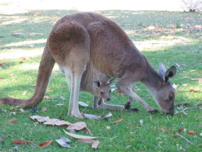 <i><b>Knguru im Yanchep National Park</b></i>