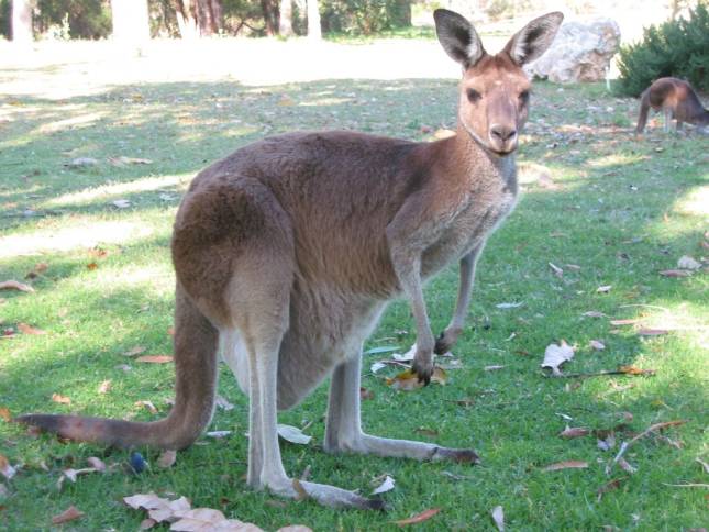 <i><b>Knguru im Yanchep National Park</b></i>