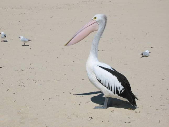 <i><b>Pelikan am Strand von Guilderton</b></i>