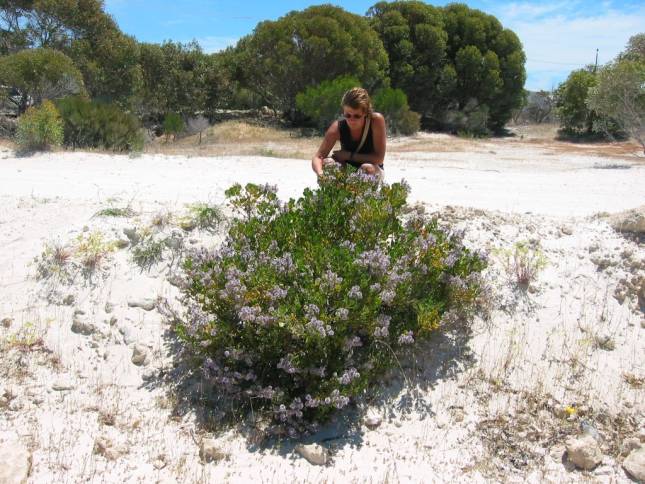 <i><b>In den Lancelin Dnen</b></i>