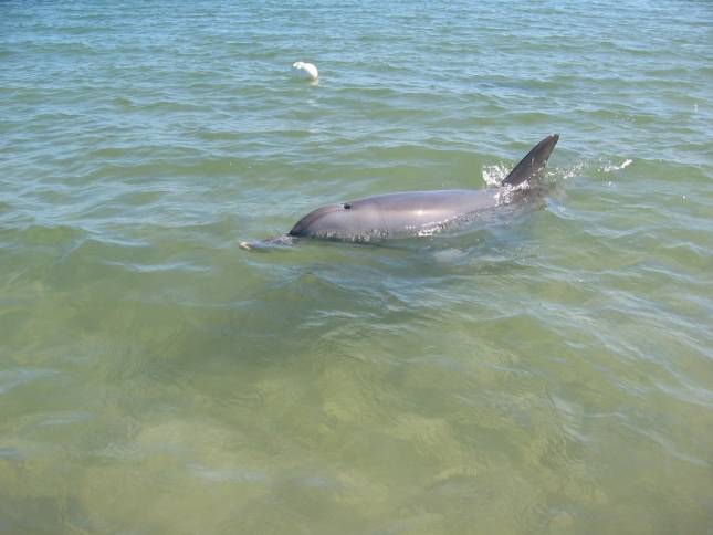 <i><b>Delfine am Strand von Bunbury</b></i>