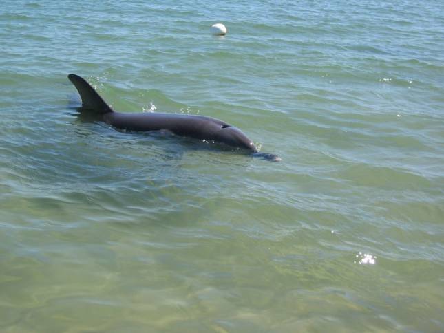 <i><b>Delfine am Strand von Bunbury</b></i>
