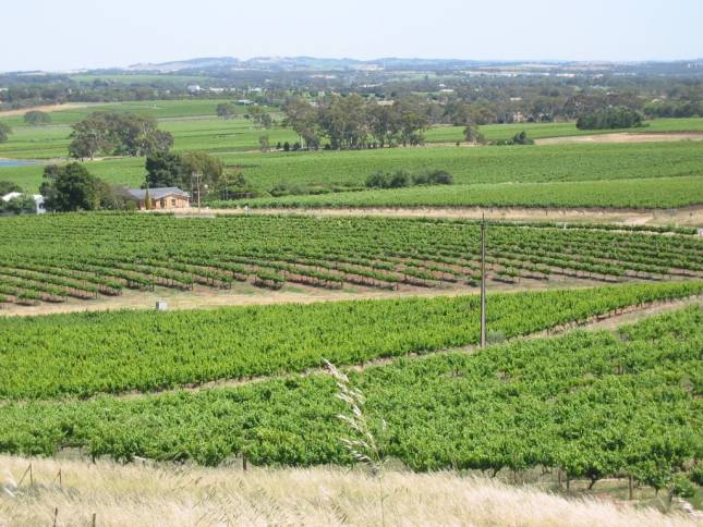 <i>Das Barossa-Tal</i>