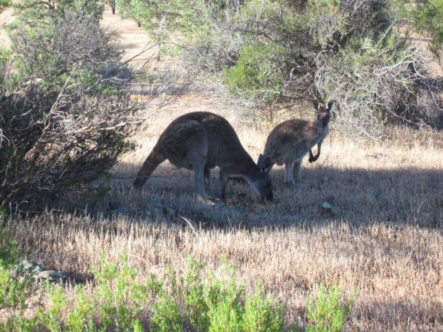 <i>Kngurus in der Flinders Range</i>