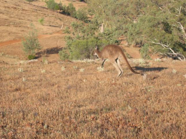 <i>Kngurus in der Flinders Range</i>