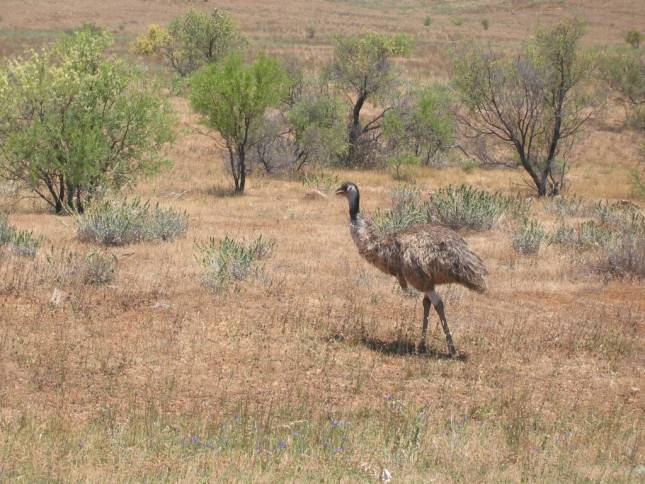 <i>Emu on the Run</i>