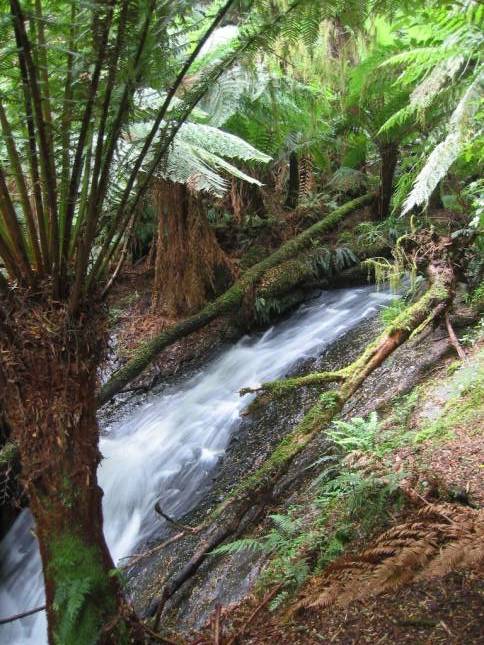 <i>Melba Gully State Park</i>