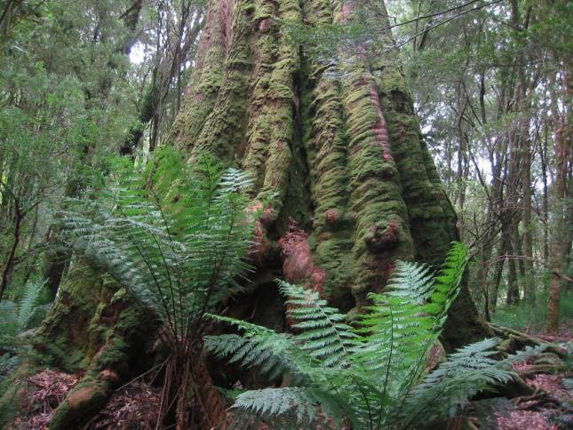 <i>Melba Gully State Park</i>