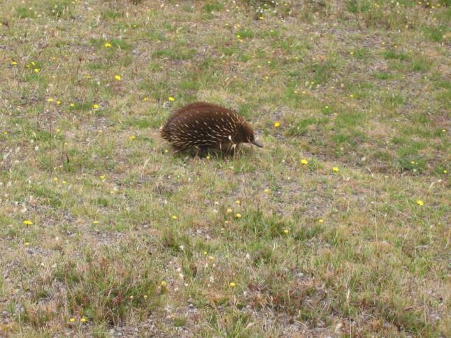 <i>Unser erster Echidna (Schnabeligel)</i>