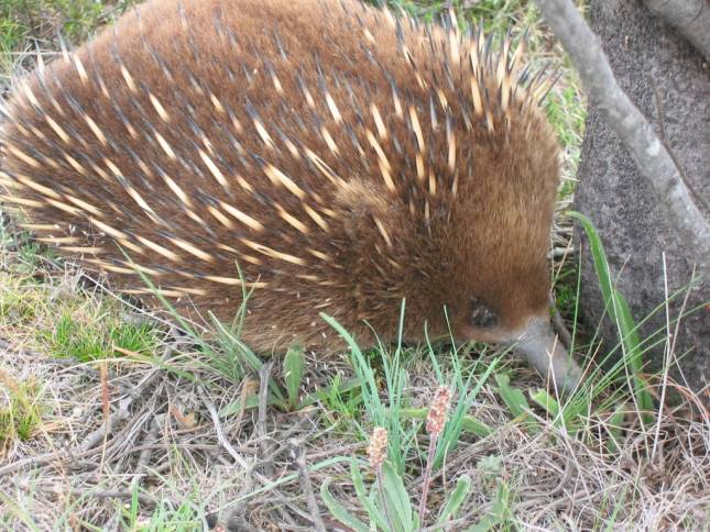 <i>Unser erster Echidna (Schnabeligel)</i>