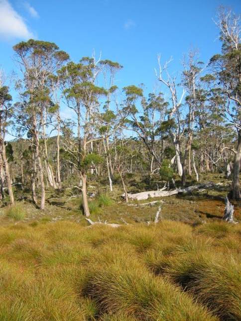 <i>Cradle Mountain National Park</i>