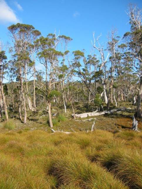 <i>Cradle Mountain National Park</i>