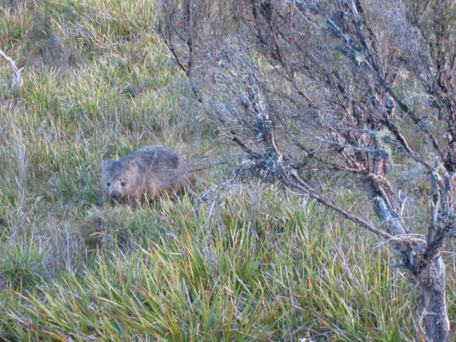 <i>Unser erster Wombat (auch ein Beuteltier)</i>