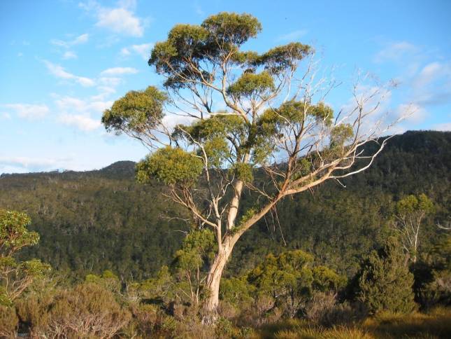 <i>Cradle Mountain Wanderung</i>