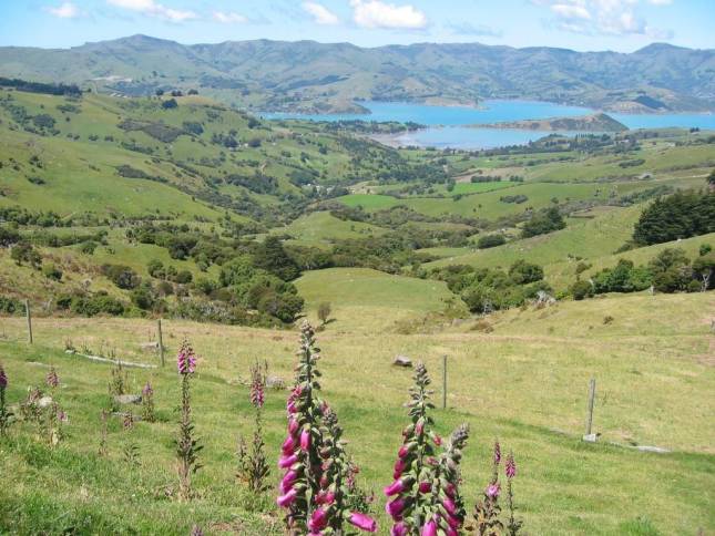 <i>Akaroa-Peninsula</i>