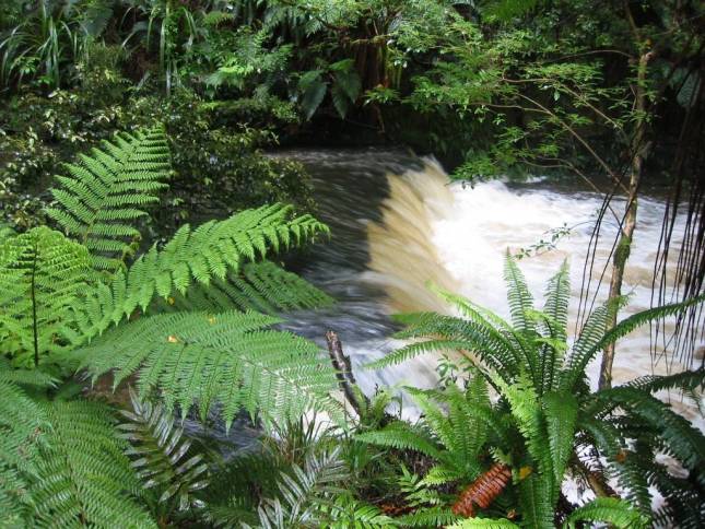 <i>Am Purakaunui-Wasserfall</i>