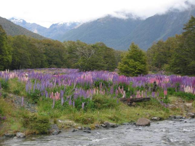 <i>Lupinen am Cascade Creek</i>