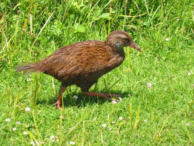 <i>Neuseelndischer WEKA</i>