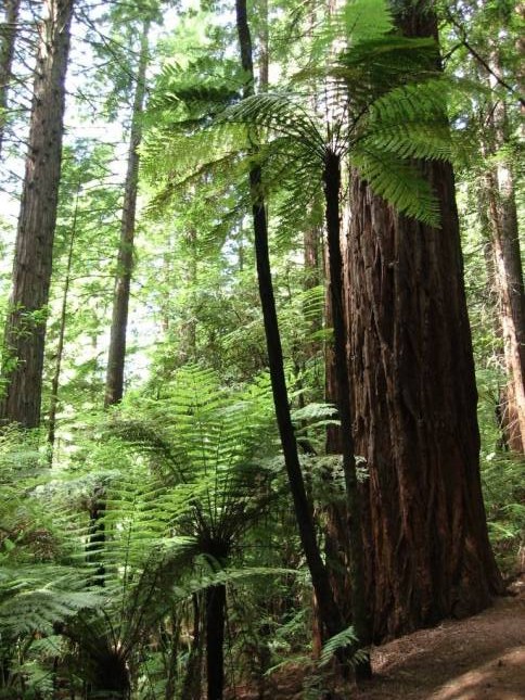 <i>Redwoodtree-Walk in Roturua</i>