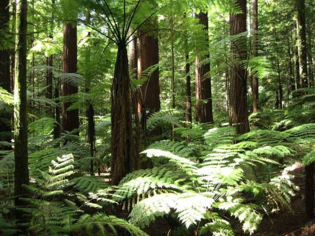 <i>Redwoodtree-Walk in Roturua</i>