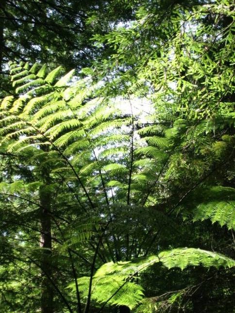 <i>Redwoodtree-Walk in Roturua</i>