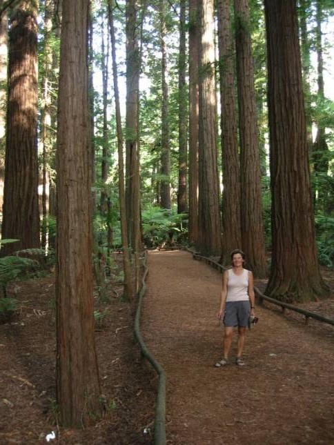 <i>Redwoodtree-Walk in Roturua</i>